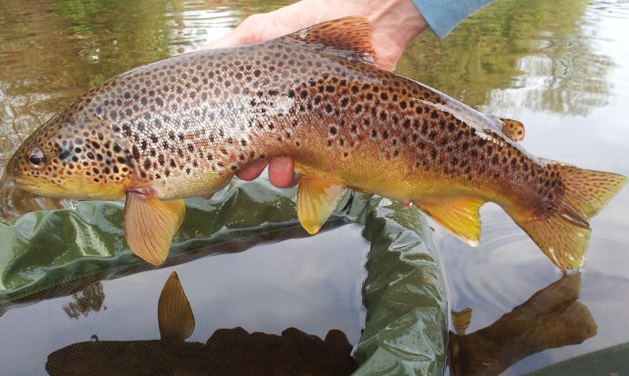 River Usk Trout Fishing