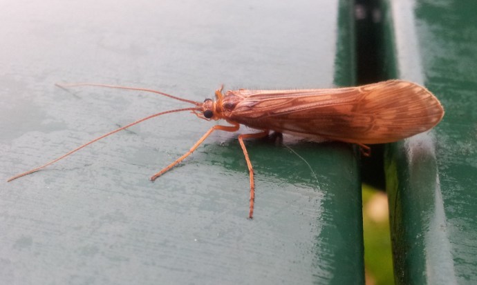 River Usk Trout Fishing