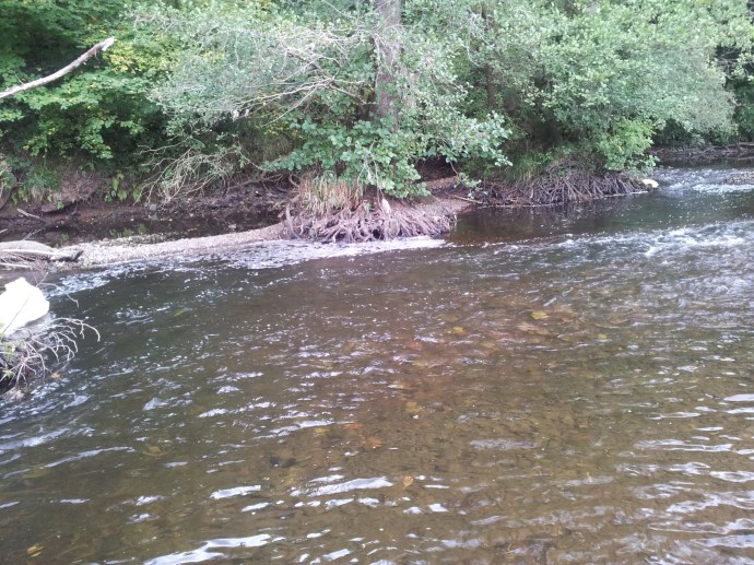 River Usk Trout Fishing