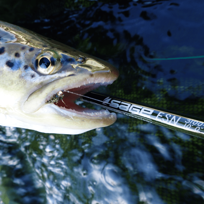 Another brownie beaten by the progressive power of the ESN