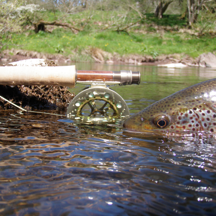 Big bruising Welsh browns