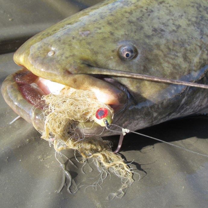 Big cats on flies in Florence - you heard me right!