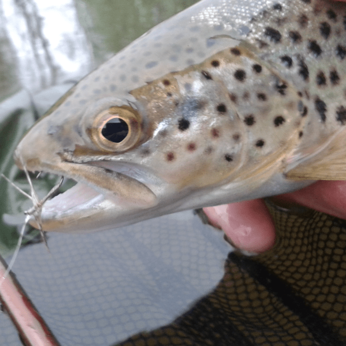 A rarity for me, one on an upstream spider