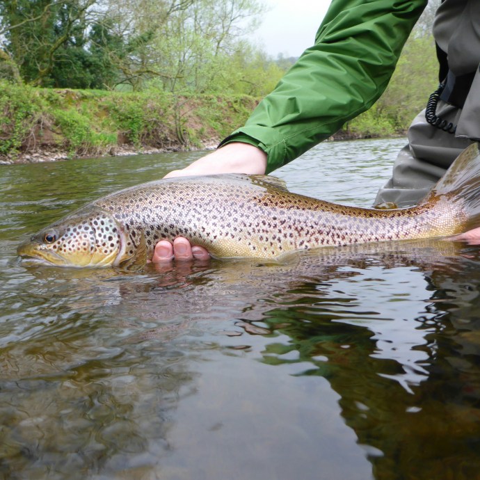 Back he goes. I really hope he hides in a big dark pool and eats minnows for the rest of the year!