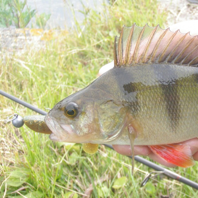 The Motor Oil coloured shad works well in murky water