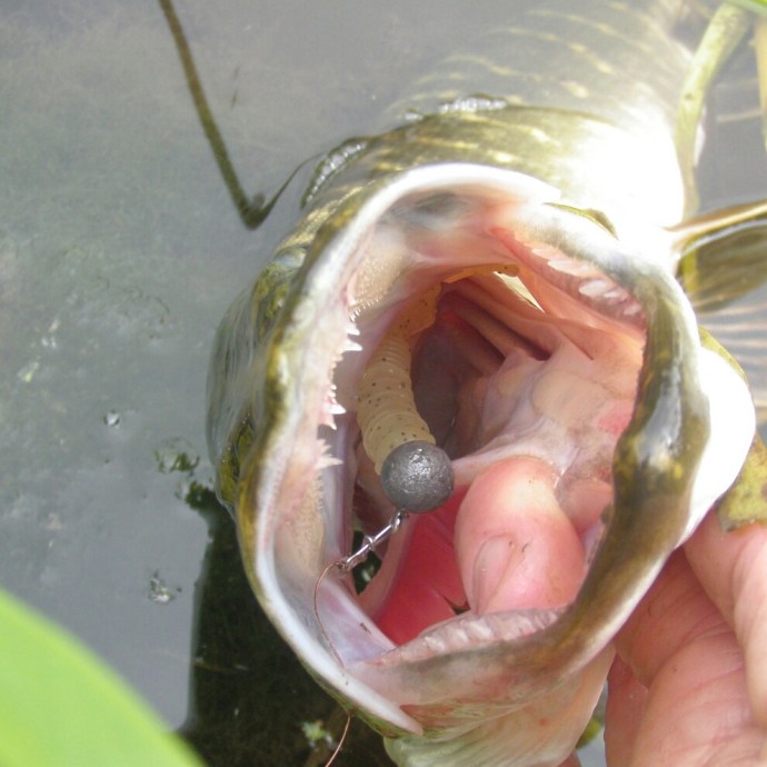 This little Pike REALLY wanted the Pro Perch Grub!