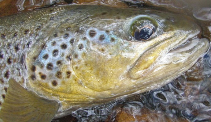 He had a "diet of minnows" head on him