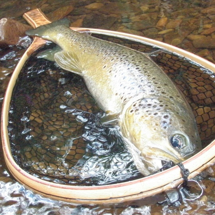 18" of totally wild Manifold Magic - a truly unforgettable fish