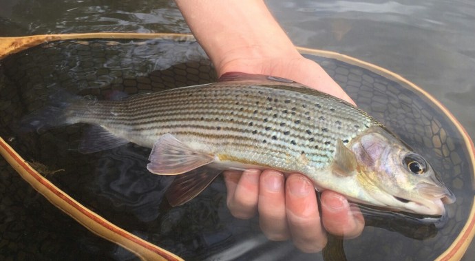 Smaller and lighter flies won out in the skinny water 