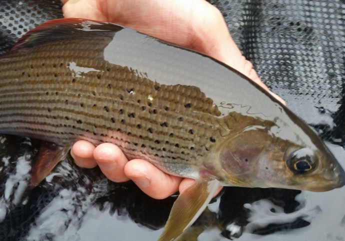 A solid fish from amongst the weed beds