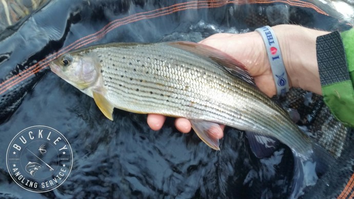 Let's Tackle Cancer wristband grayling ladies