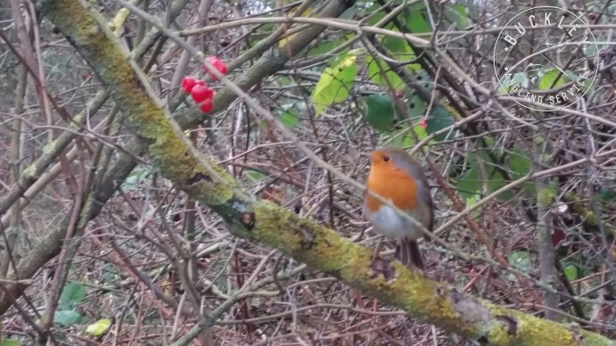 Lure fishing spinning perch blog pike
