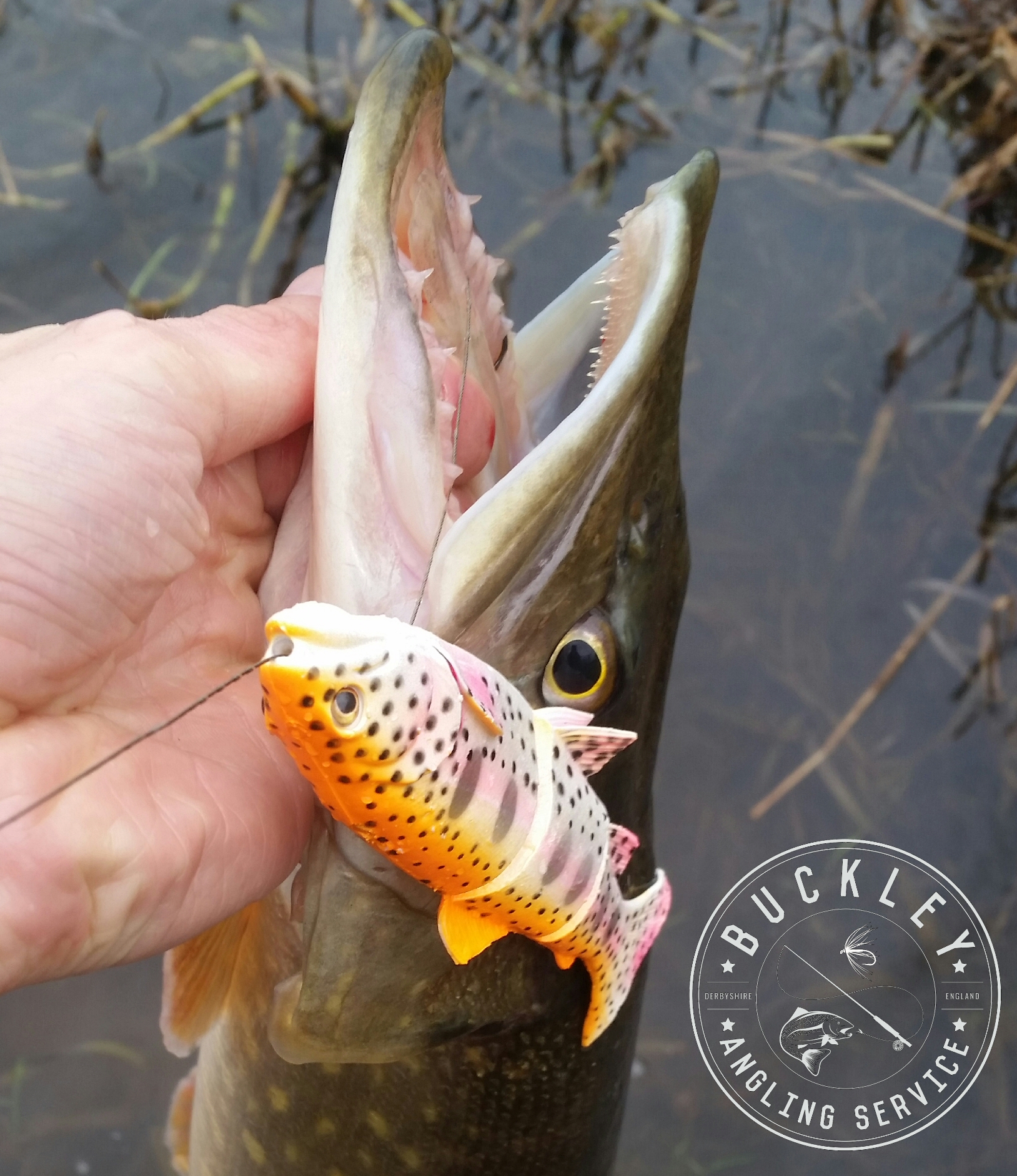 Savage gear line thru trout