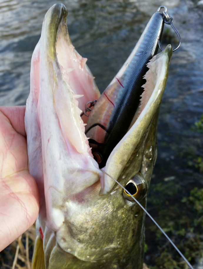 Savage gear Freestyler