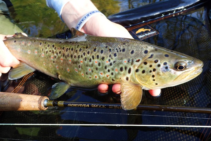 wild brown trout derbyshire 