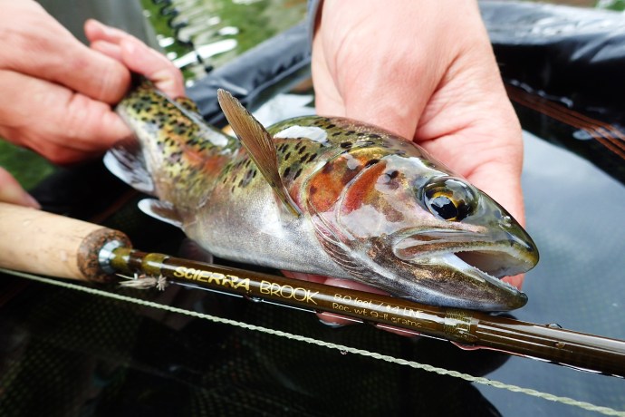 Rainbow trout guide derbyshire midlands